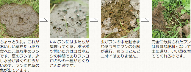 完全に分解されたフンは良質な肥料となって土に還り、いい草を育ててくれるのです。