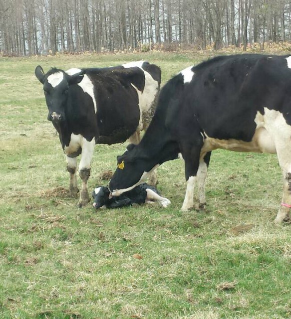 牛の自然分娩2