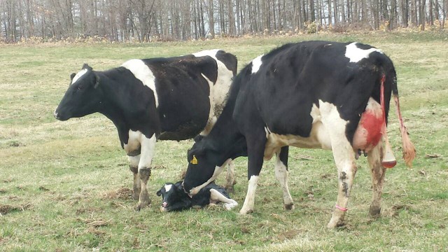 牛の自然分娩１
