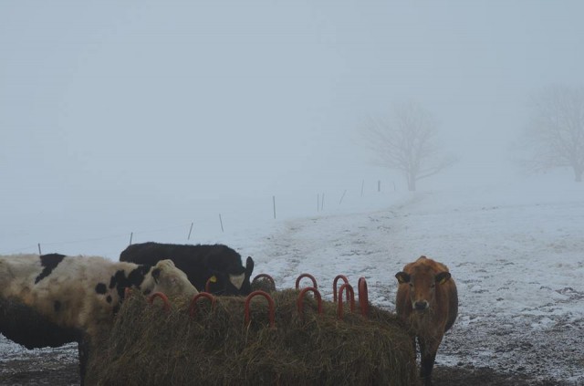 霧のジャージー牛