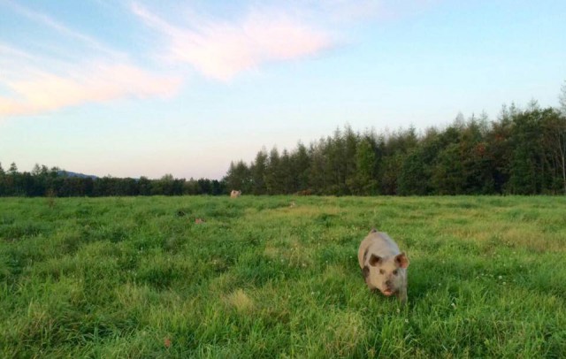 牧草畑の豚ちゃん２